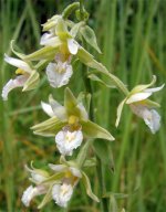 Marsh Helleborines.jpg