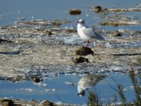 2014.08.24 Mediterranean Gull.JPG