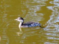 2014.08.24 Black-necked Grebe.JPG