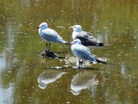 2014.08.24 Audouin's Gulls and Lesser Black-backed Gull.JPG