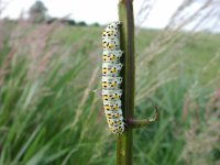 mullein moth.jpg