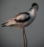 avocetr.JPG