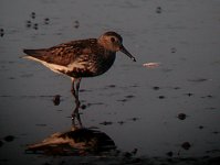 Dunlin.JPG