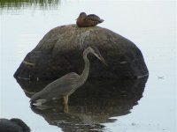 Heron and Duck.jpg