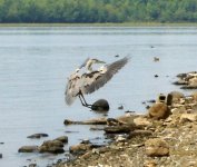 Heron landing.jpg