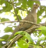 Mourning Dove.jpg