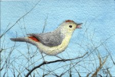 Lucy's-Warbler.jpg