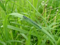 Azure Damselfly.jpg