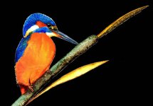 kingfisher perched.jpg