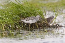 Marsh-Sandpiper-06-05-2006-.jpg