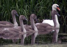 mute swans beaulieu july 06.jpg