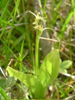 Fen Orchid 23.06.jpg