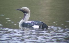 aBlack Throated Diver.jpg