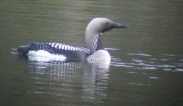 Black Throated Diver..jpg