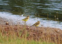 Yellow Wags.jpg