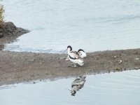 5. avocets juvs DSCF1989 (2).JPG