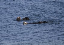 sea otters.JPG