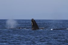 whale 2.JPG