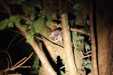 Edible Dormouse1email.JPG