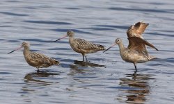 godwits.jpg