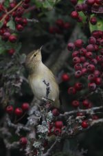 2014_09_29 (3)_Chiffchaff (533x800).jpg