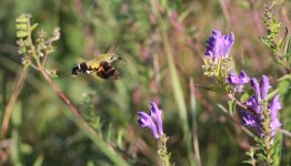 Hummingbird Moth 2.jpg