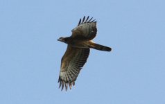 Oriental Honey BUzzard.jpg