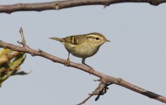 Yellow-browed Warbler.jpg