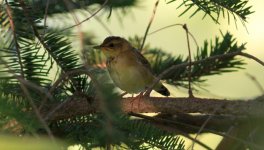 Pallas's Grasshopper Warbler 3.jpg