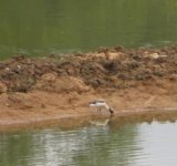 Shelduck - BellsMillPools.jpg