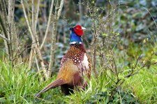 4426 Cock Pheasant  Churchwood  Devon 3 April.jpg