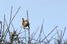 4326 Chiffchaff Wembury beach  Devon 1 April.jpg