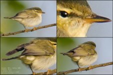 warbler.jpg