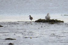 spotted redshank #2 051.jpg