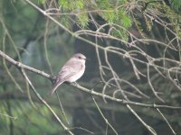 spotted redshank #2 001.jpg