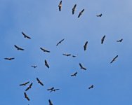 za Griffon Vulture (Gyps fulvus)  2  Cabranosa Algarve Portugal  13101320131013_LQ.jpg