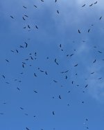 aaa Griffon Vulture (Gyps fulvus)  1a Cabranosa Algarve Portugal  131013.jpg