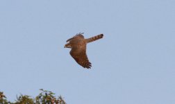 Eurasian Sparrowhawk.jpg