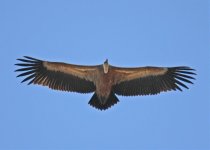 Vulture Griffon Vulture (Gyps fulvus) B Cabranosa Algarve Portugal  171013.jpg