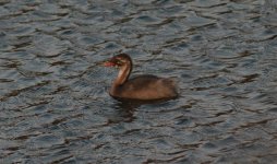 Little Grebe.jpg