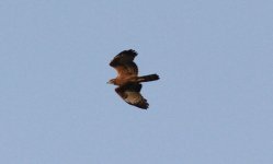 Oriental Honey Buzzard.jpg