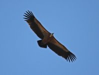 aa Vulture Griffon Vulture (Gyps fulvus)  1 Cabranosa Algarve Portugal  131013.jpg