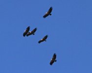 aa Griffon Vulture (Gyps fulvus)  3 Cabranosa Algarve Portugal  131013.jpg