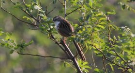 Beijing Babbler.jpg