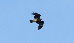 Black-eared Kite.jpg