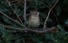 Black-faced Bunting.jpg