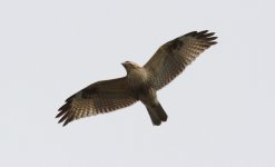 Eastern Buzzard.jpg