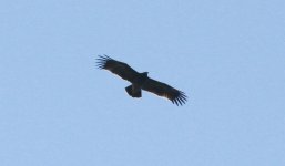 Greater Spotted Eagle 2.jpg