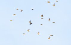 Yellow-bellied Tit.jpg