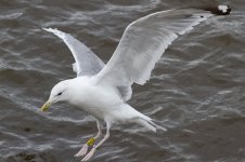 Caspian-Gull-(54)-web.jpg